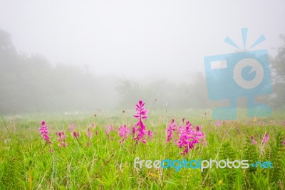 Green Grass Misty Morning Stock Photo