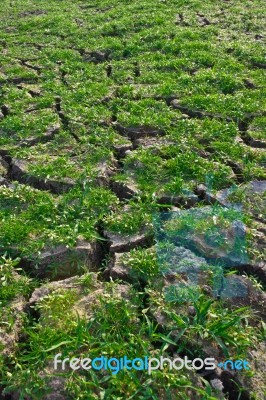 Green Grass On Cracked Earth Stock Photo