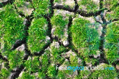 Green Grass On Cracked Earth Stock Photo