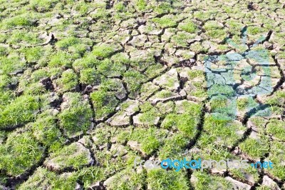 Green Grass On Cracked Earth Stock Photo