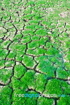 Green Grass On Cracked Earth Stock Photo