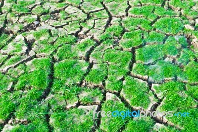 Green Grass On Cracked Earth Stock Photo