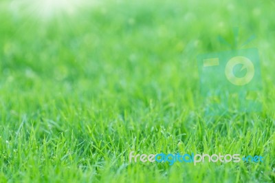 Green Grass On Morning Fresh Stock Photo