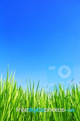 Green Grass On Sky Background Stock Photo