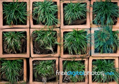 Green Grass On Square Pot Stock Photo