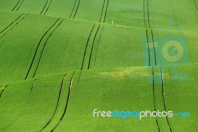 Green Grass On Wavy Field Stock Photo