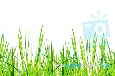 Green Grass On White Background For Isolated Stock Photo