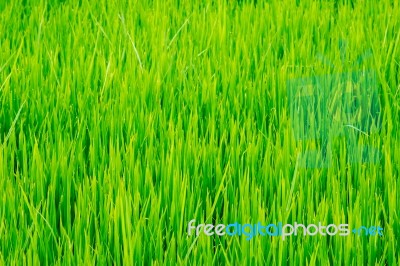 Green Grass Rice Field Stock Photo