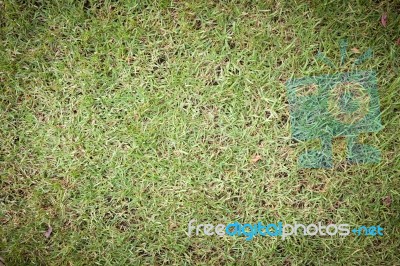 Green Grass Surface Background Stock Photo