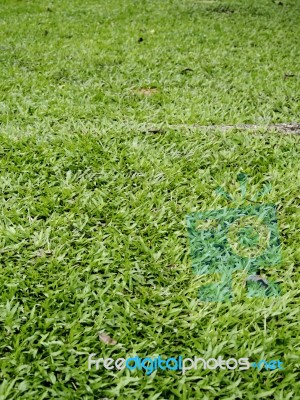 Green Grass Texture Stock Photo