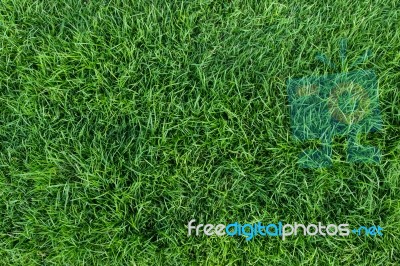 Green Grass Texture Stock Photo