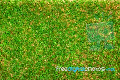 Green Grass Texture Background Stock Photo