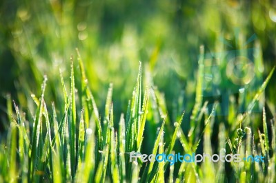 Green Grass With Dew Stock Photo