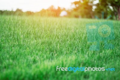 Green Grass With Sun Shines Stock Photo