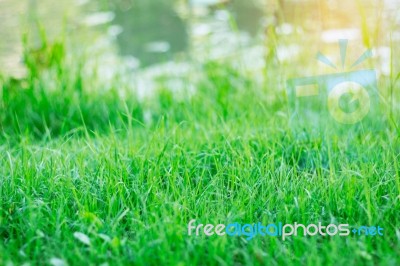 Green Grass With The Sun Shining Stock Photo