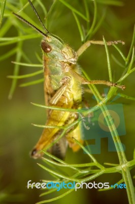 Green Grasshopper (chorthippus Apicalis) Stock Photo