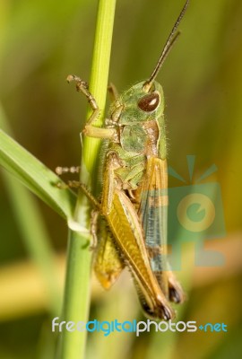 Green Grasshopper (chorthippus Apicalis) Stock Photo