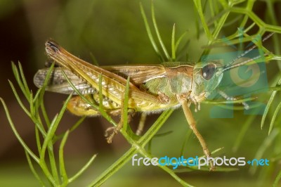 Green Grasshopper (chorthippus Apicalis) Stock Photo