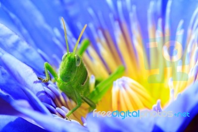 Green Grasshopper On Lotus Stock Photo