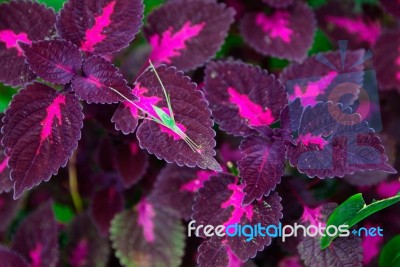 Green Grasshopper Perched On The Purple Leaves Stock Photo