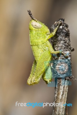 Green Grasshopper (pezotettix Giornae) Stock Photo