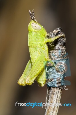 Green Grasshopper (pezotettix Giornae) Stock Photo