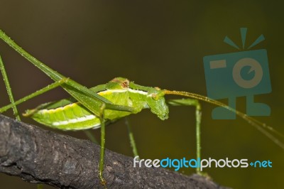 Green Grasshopper ( Phaneroptera Falcata) Stock Photo