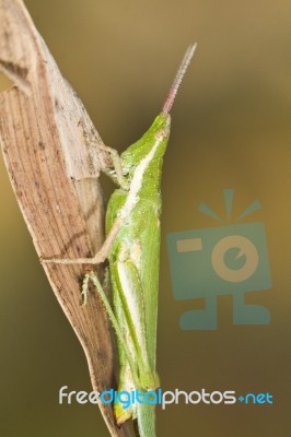 Green Grasshopper (pyrgomorpha Conica) Stock Photo