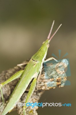 Green Grasshopper (pyrgomorpha Conica) Stock Photo