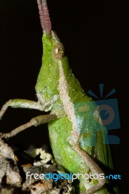 Green Grasshopper (pyrgomorpha Conica) Stock Photo