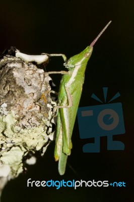 Green Grasshopper (pyrgomorpha Conica) Stock Photo