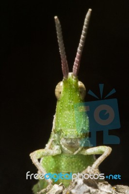 Green Grasshopper (pyrgomorpha Conica) Stock Photo