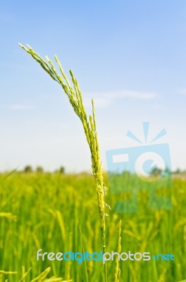 Green Heads Of Grain Stock Photo