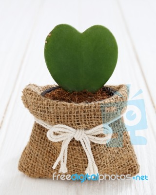 Green Heart Plant Stock Photo