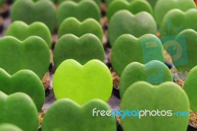 Green Heart Shape Plant Stock Photo