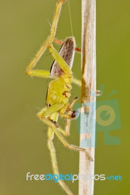 Green Huntsman Spider (micrommata Virescens) Stock Photo