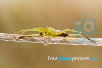 Green Huntsman Spider (micrommata Virescens) Stock Photo