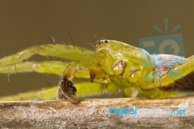 Green Huntsman Spider (micrommata Virescens) Stock Photo