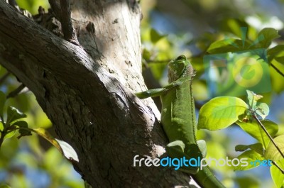 Green Iguana Stock Photo