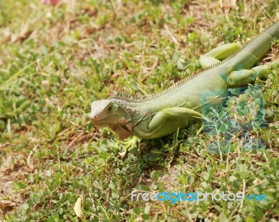 Green Iguana Stock Photo