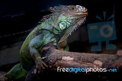 Green Iguana In Zoo Stock Photo