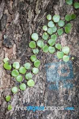 Green Ivy Leaves On An Old Cracked Trunk Of Tree Stock Photo