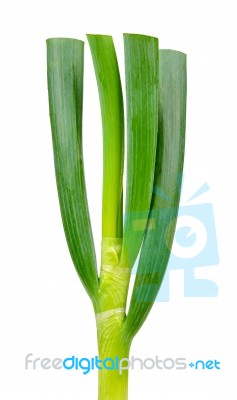 Green Japanese Onion Isolated On White Background Stock Photo