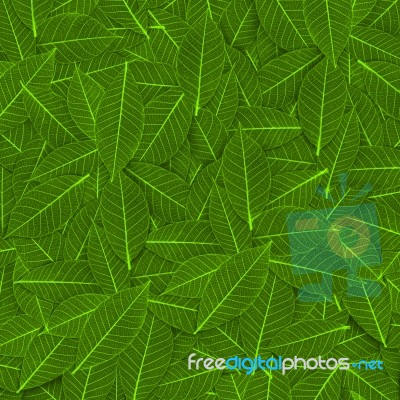 Green Leaf Stock Photo