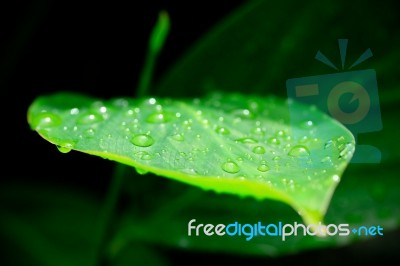 Green Leaf Stock Photo