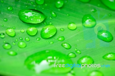 Green Leaf Stock Photo