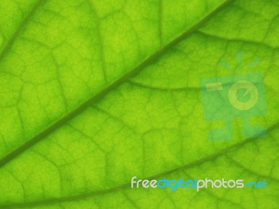 Green Leaf  Stock Photo