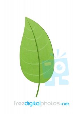 Green Leaf Stock Image