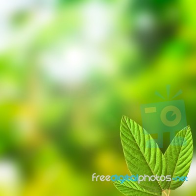 Green Leaf Stock Photo