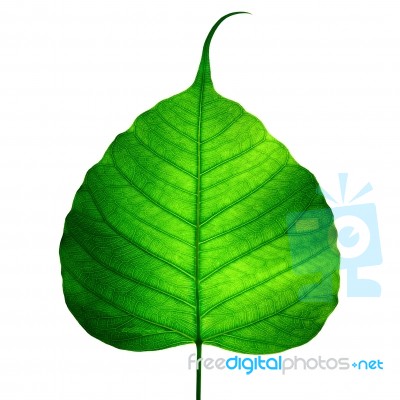 Green Leaf Stock Photo